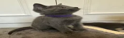 Russian Blue cats for sale: Russian Blue Kittens - Advert 16