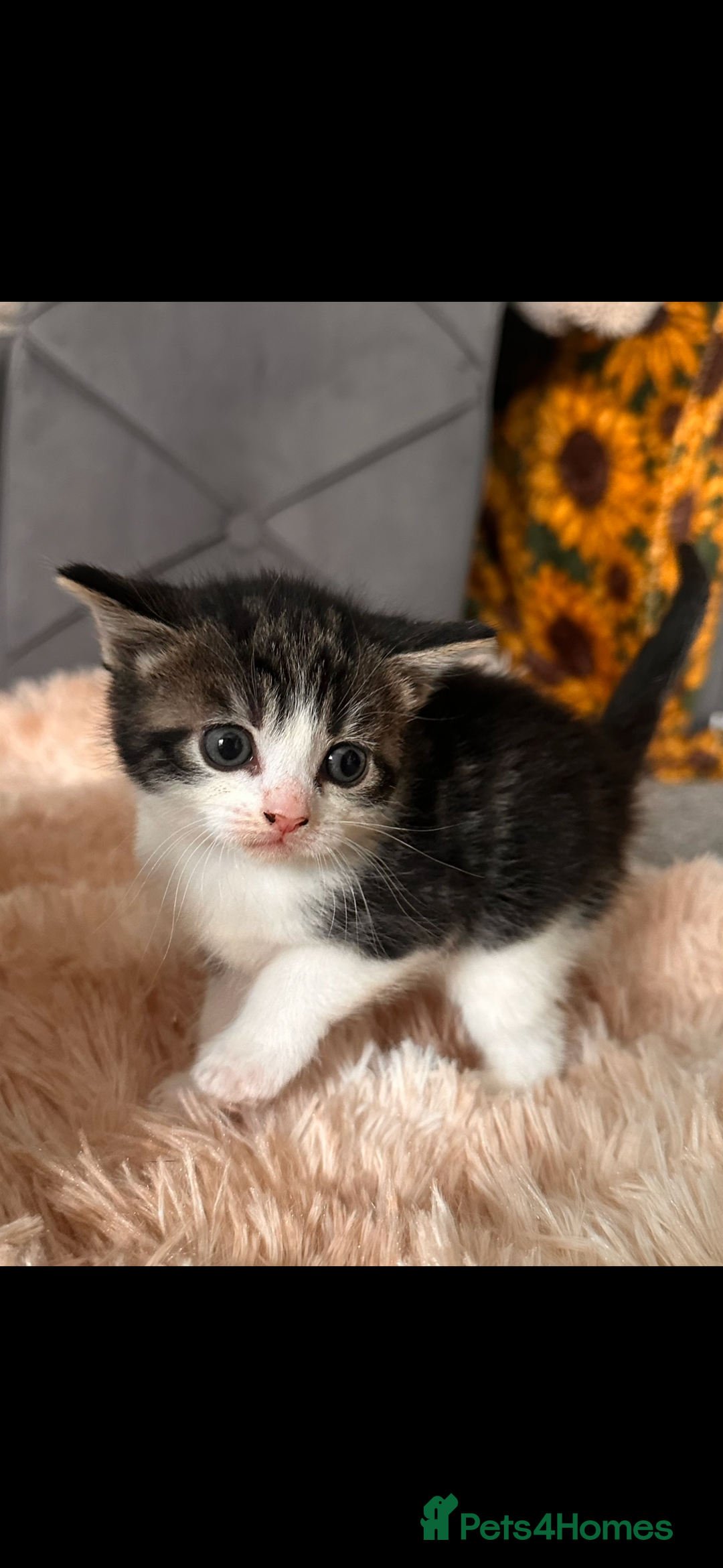 British Longhair cats for sale: Domestic long hair x Siamese kittens for sale  - Advert 1