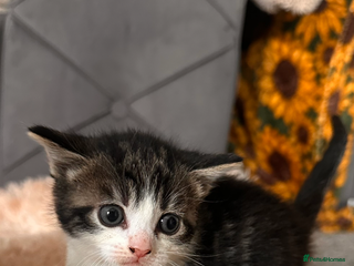 British Longhair cats Domestic long hair x Siamese kittens for sale - Advert 5