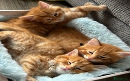Mixed Breed cats for sale: 🐱 Handsome little boy kittens 💙 - Image 6