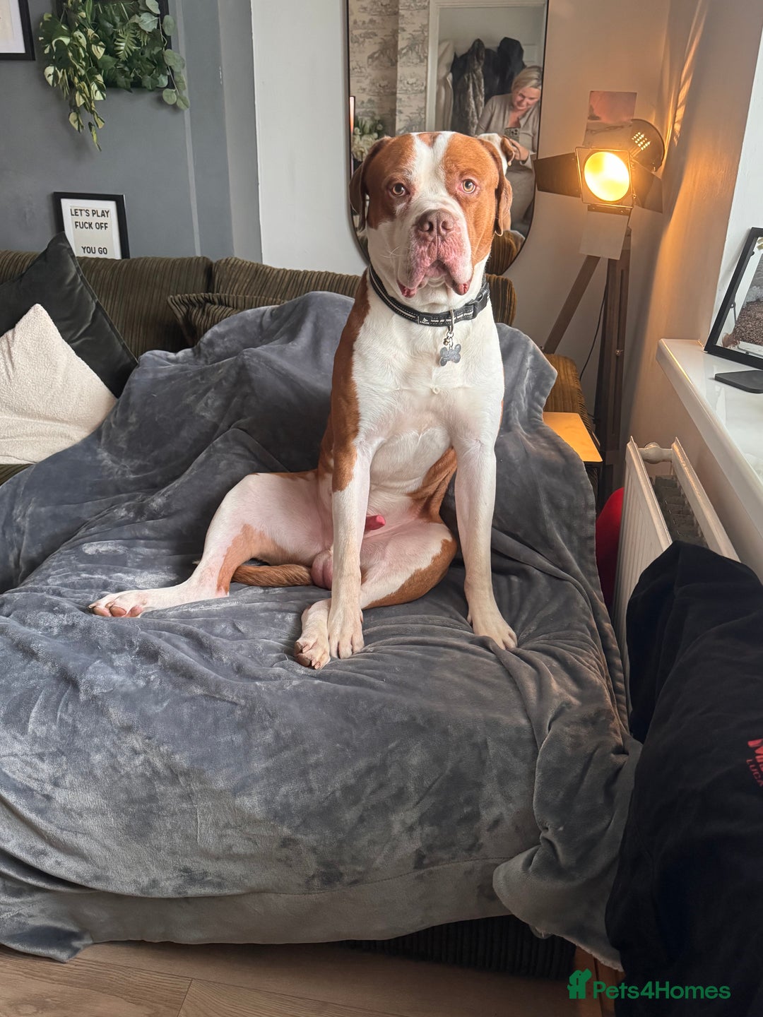 Mixed Breed dogs for sale: Boysie - Advert 1