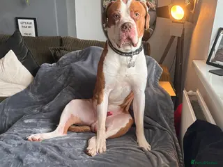 Mixed Breed dogs Boysie - Advert 8