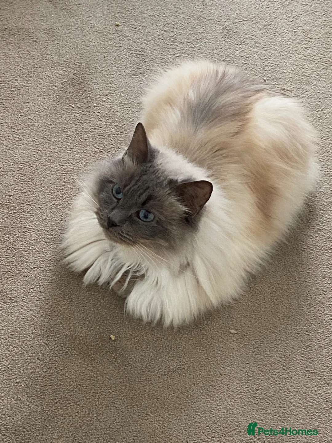 Ragdoll cats for sale: Male Ragdoll in Basingstoke - Advert 6