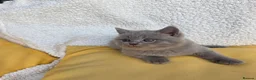 British Shorthair cats for sale: BEAUTIFUL BRITISH SHORTHAIR KITTENS  - Advert 23