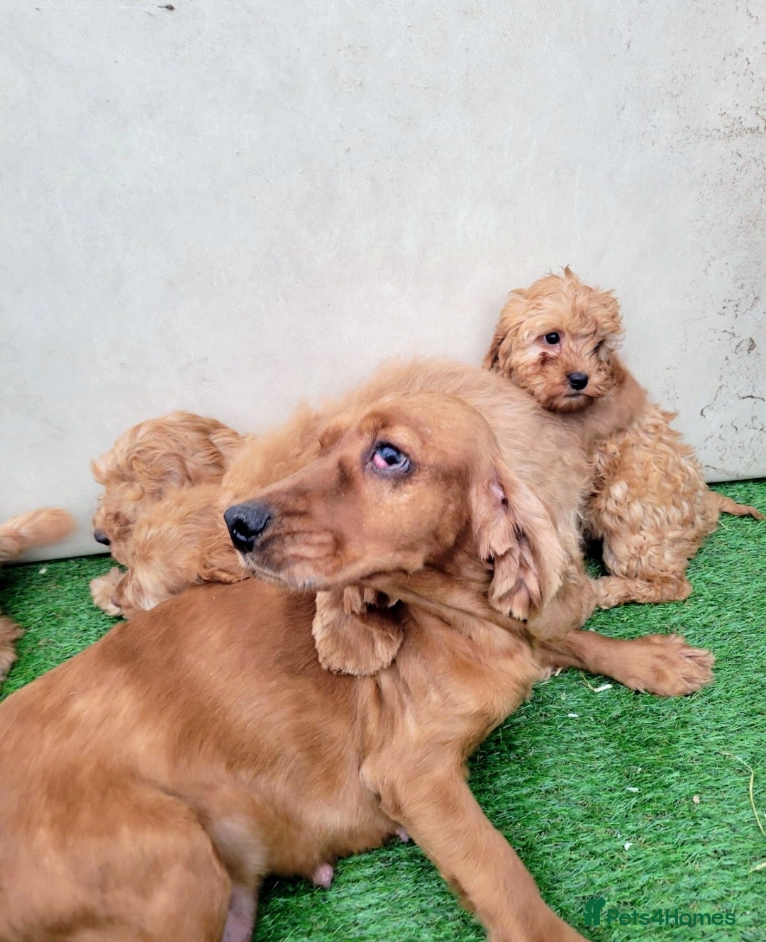 Cockapoo dogs for sale: Cockapoo puppies  - Advert 11