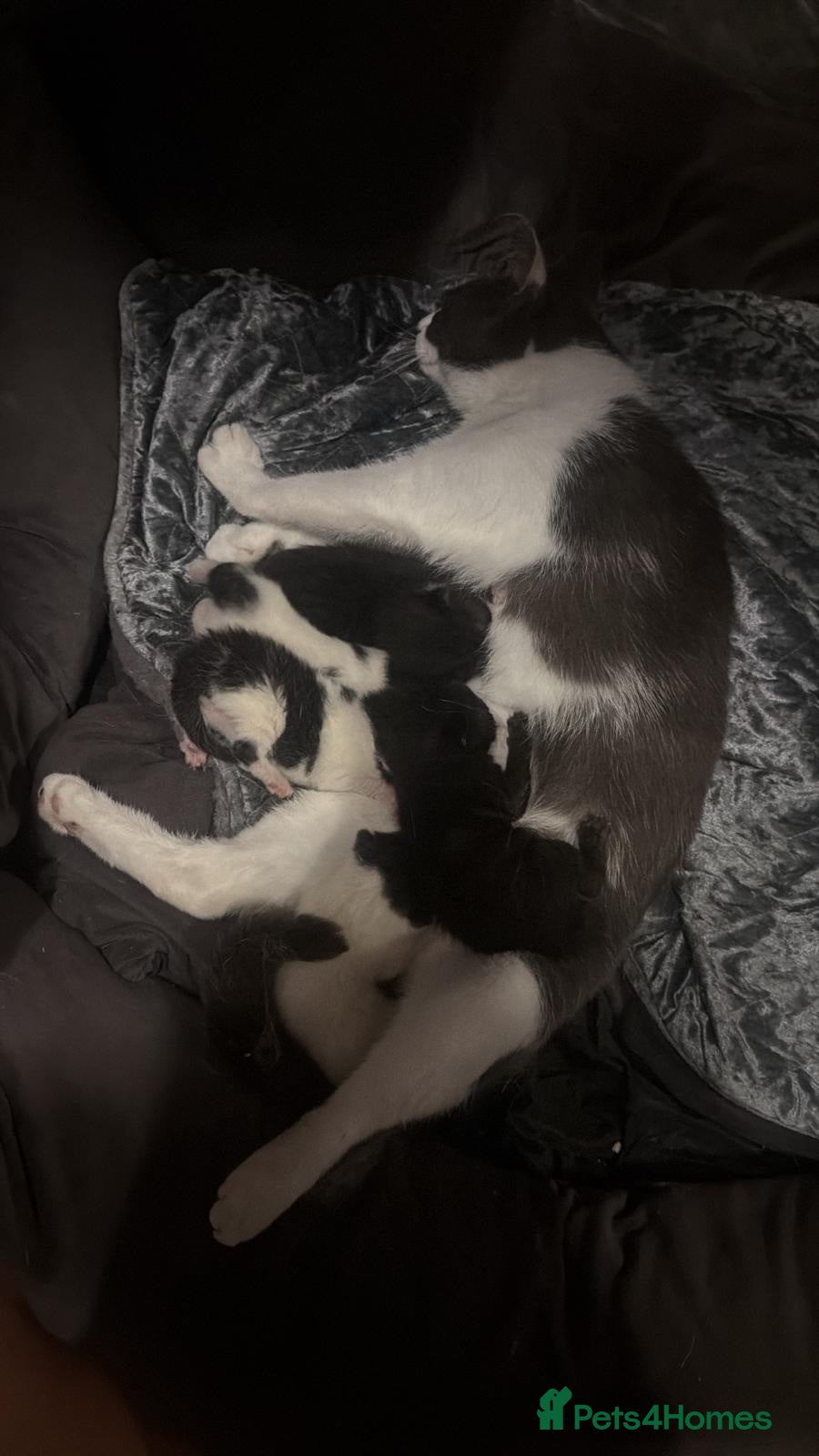 Mixed Breed cats Kittens for sale  - Advert 1