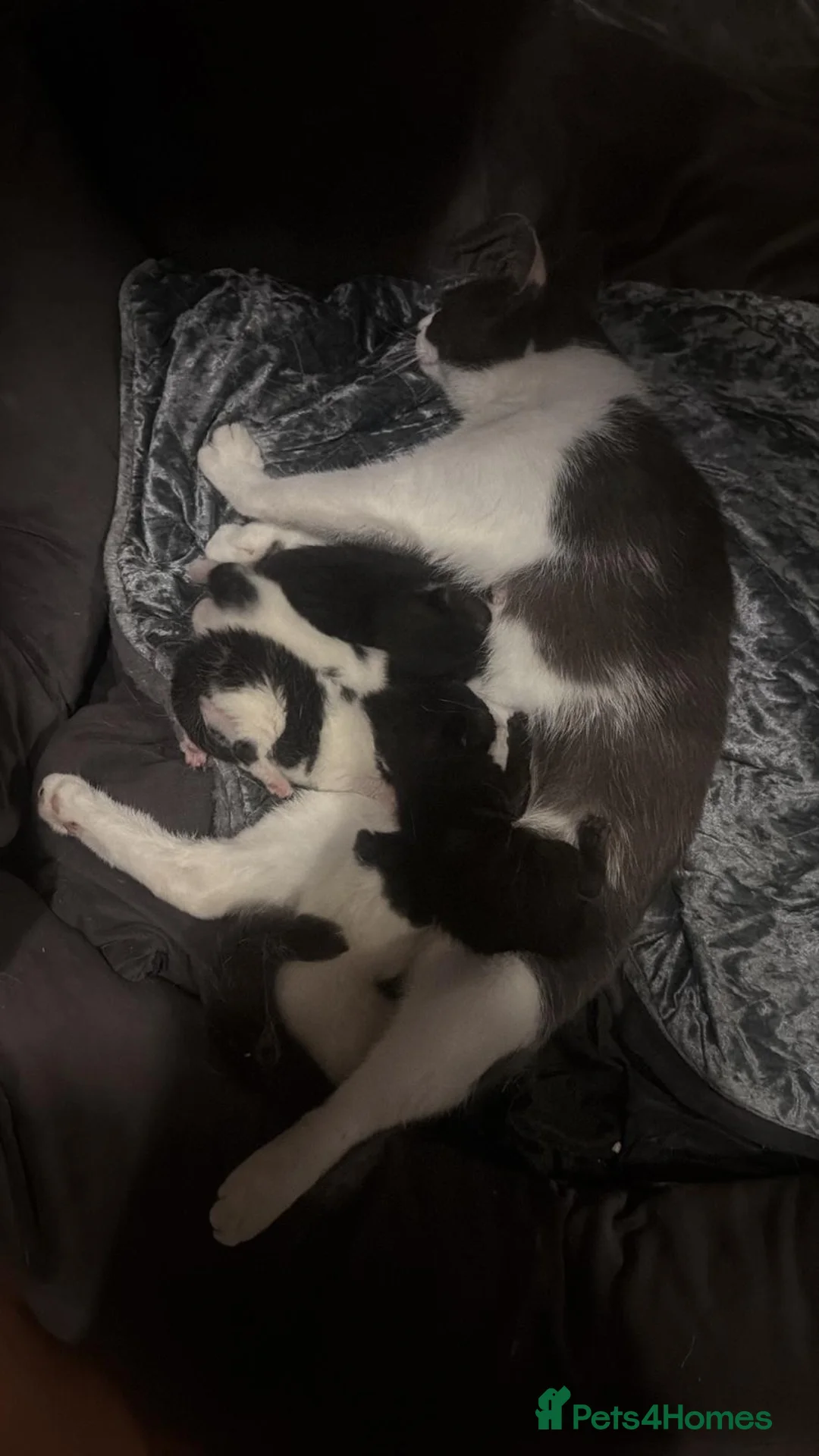 Mixed Breed cats for sale: Kittens for sale  in Egham - Advert 1