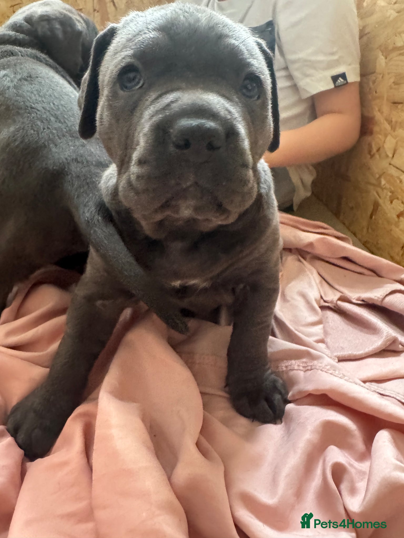 Cane Corso dogs Cane corso puppies  - Advert 16