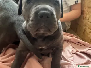 Cane Corso dogs Cane corso puppies - Advert 16