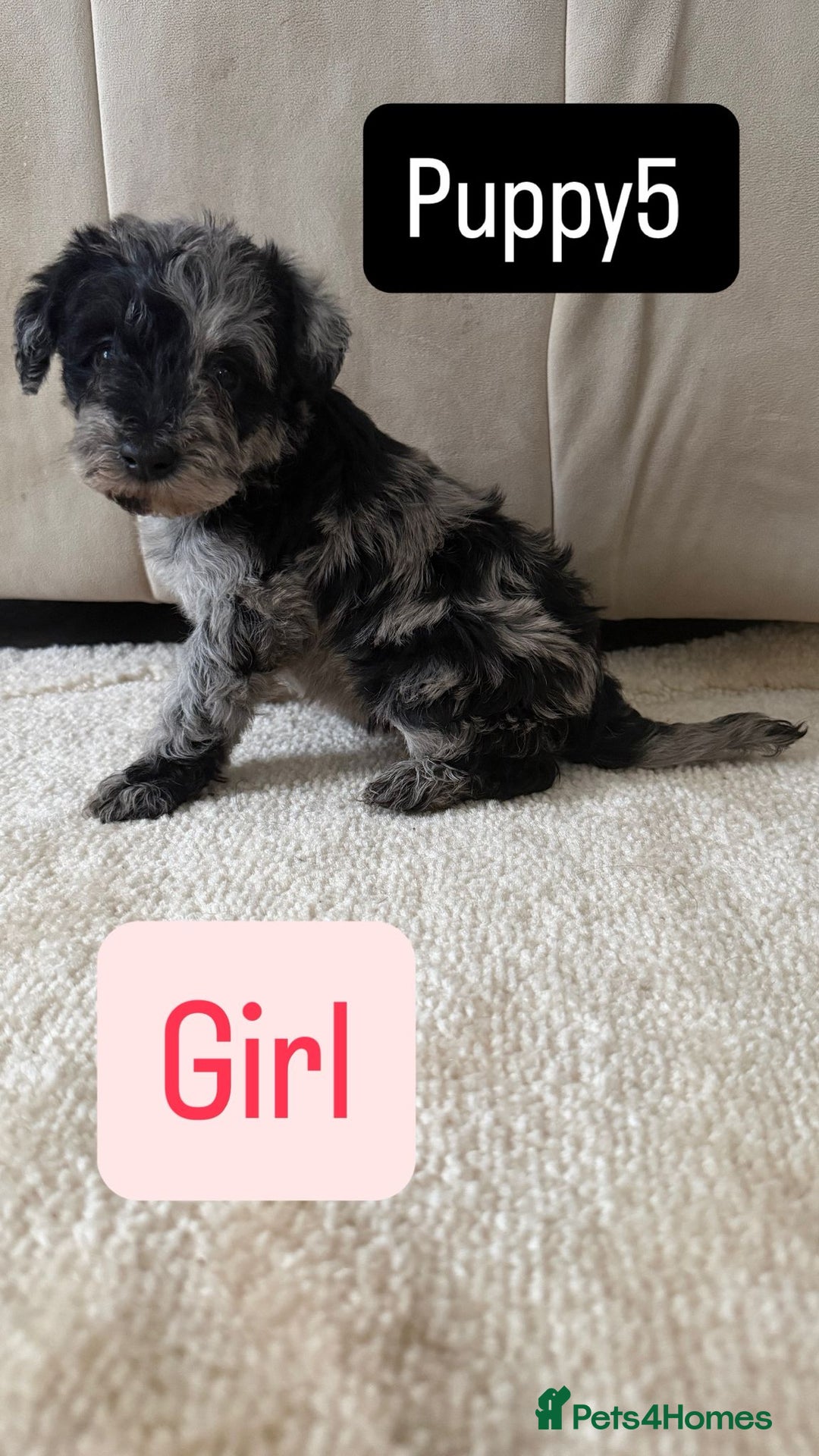 Mixed Breed dogs for sale: Schnoodle puppies for sale  - Advert 11
