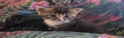 Scottish Fold cats for sale: 1 Beautiful Little Girl Scottish Fold X - Advert 1