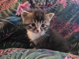 Scottish Fold cats 1 Beautiful Little Girl Scottish Fold X - Advert 2
