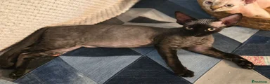 Devon Rex 1