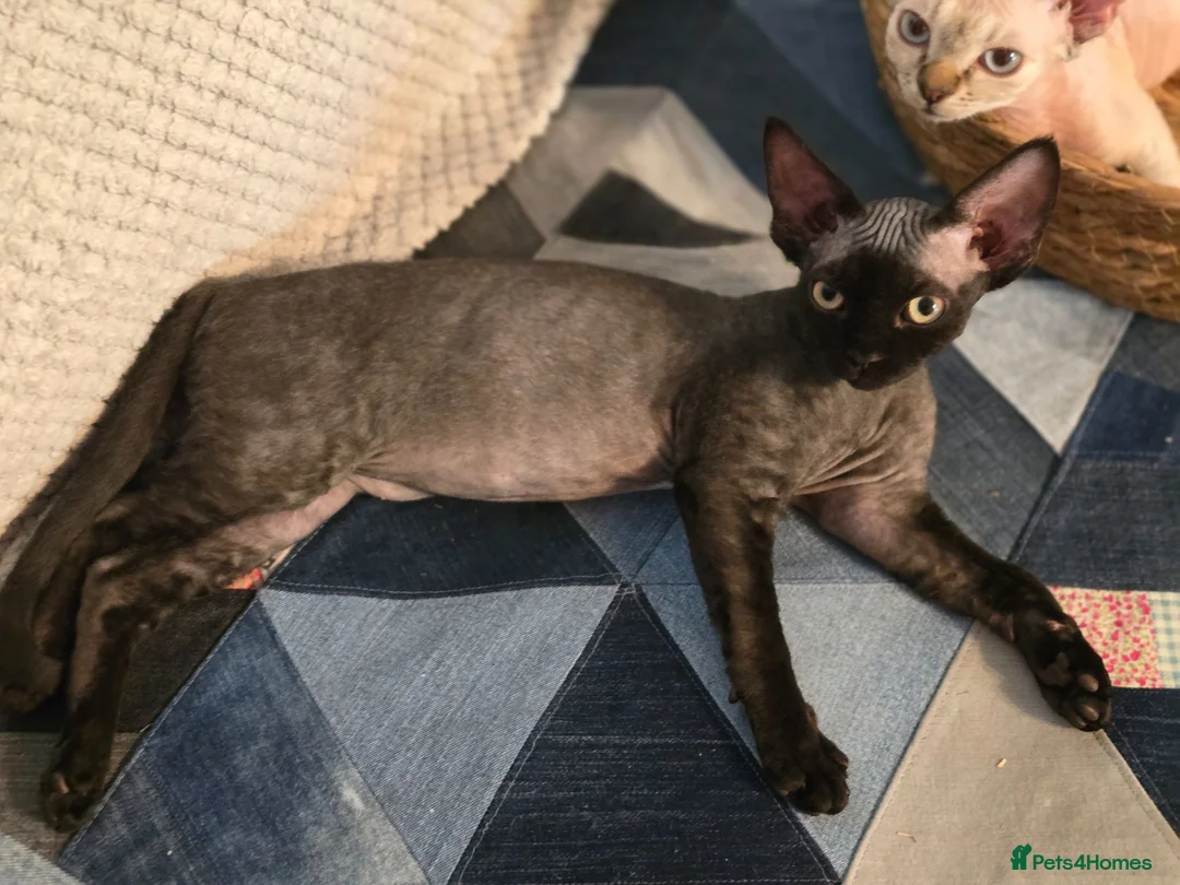 Devon Rex cats for sale: Ready now Black Devon Rex boy - Advert 1