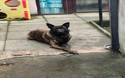 Belgian Shepherd Dog dogs for sale: For sale Belgian malinois x Dutch herder  - Image 3