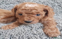 Cavapoo dogs for sale: Cavapoos pups amazing coulers  - Image 6
