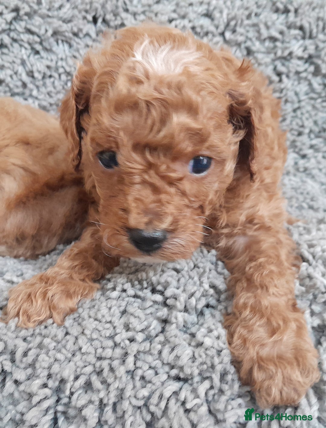 Cavapoo dogs for sale: Cavapoos pups amazing coulers  - Image 6
