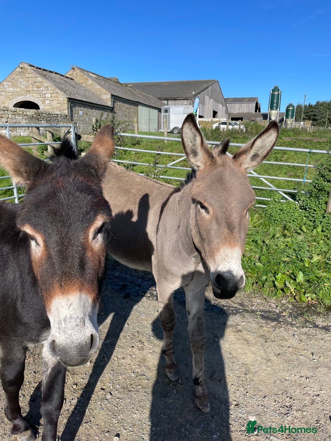 Donkey livestock for sale: 2 donkeys for sale - Image 3