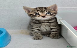 Mixed Breed cats for sale: Beautiful gorgeous Tabby & Black Kitten ready soon - Image 5