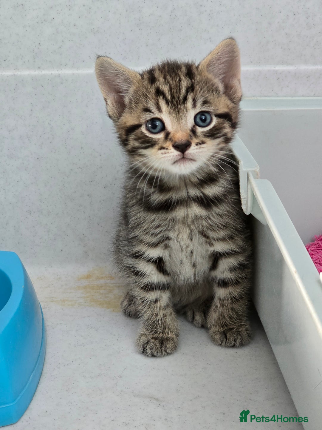 Mixed Breed cats for sale: Beautiful gorgeous Tabby & Black Kitten ready soon - Image 5
