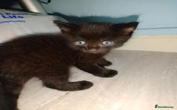Mixed Breed cats for sale: Female Maincoone cross kitten  - Image 9