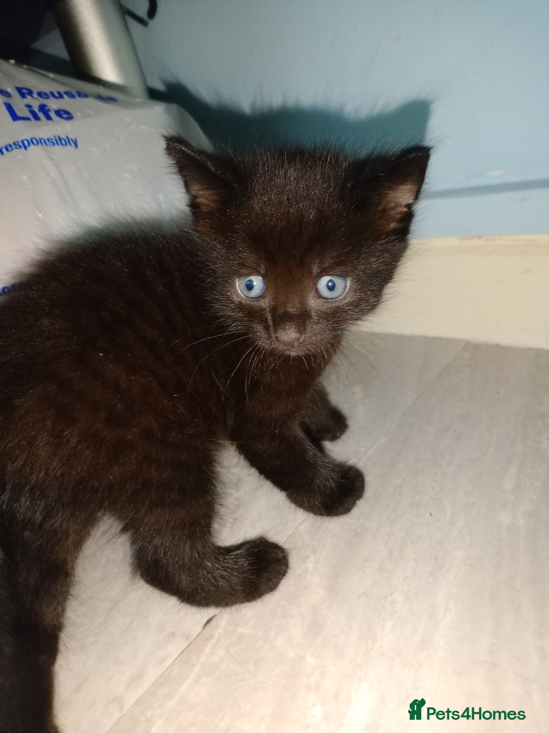 Mixed Breed cats for sale: Female Maincoone cross kitten  - Image 9