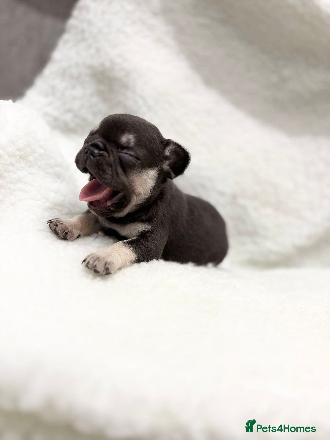 French Bulldog dogs for sale: Beautiful litter off French bulldog puppies  - Image 7