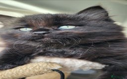 Maine Coon cats for sale: 7 Gorgeous Kittens Maine Coon Tabby Mix - Image 3