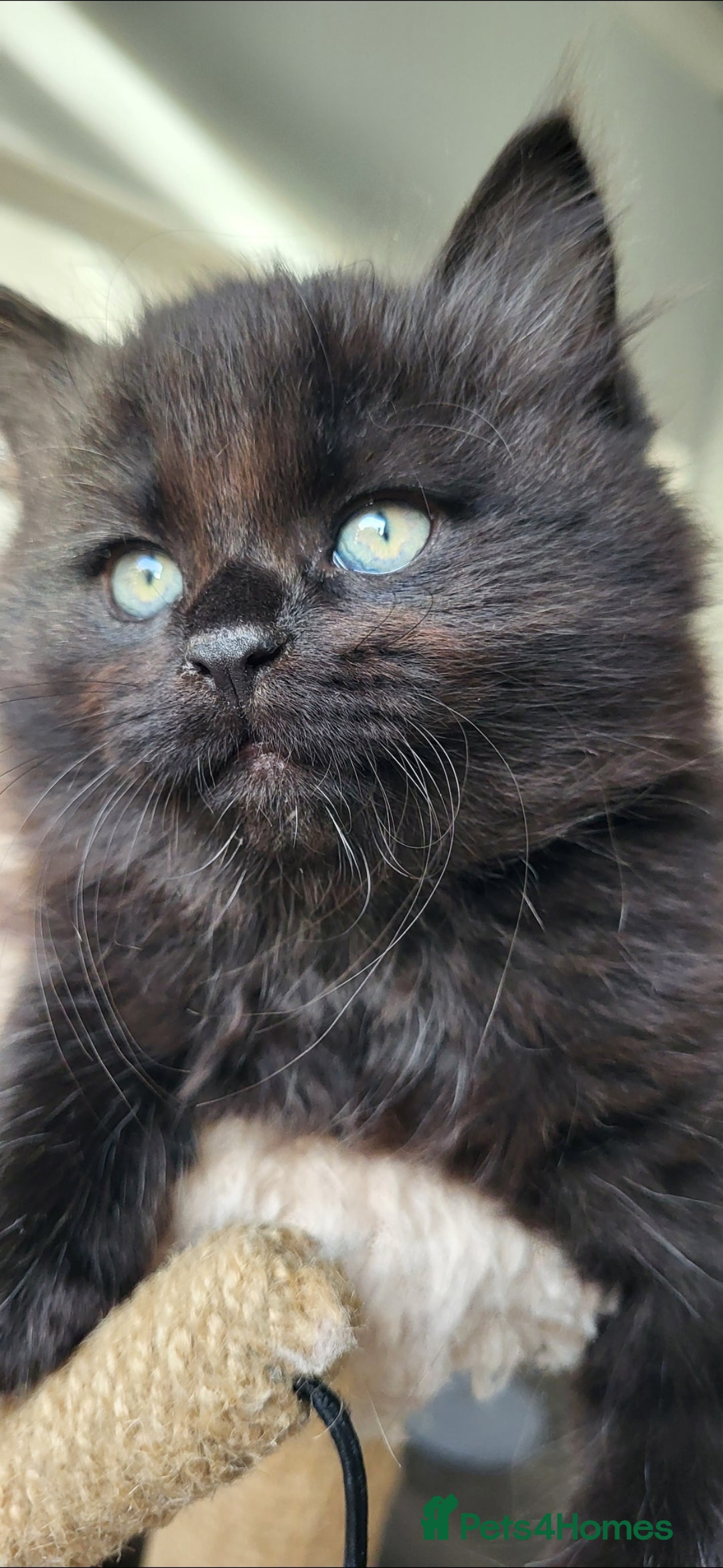 Maine Coon cats for sale: 7 Gorgeous Kittens Maine Coon Tabby Mix - Image 3