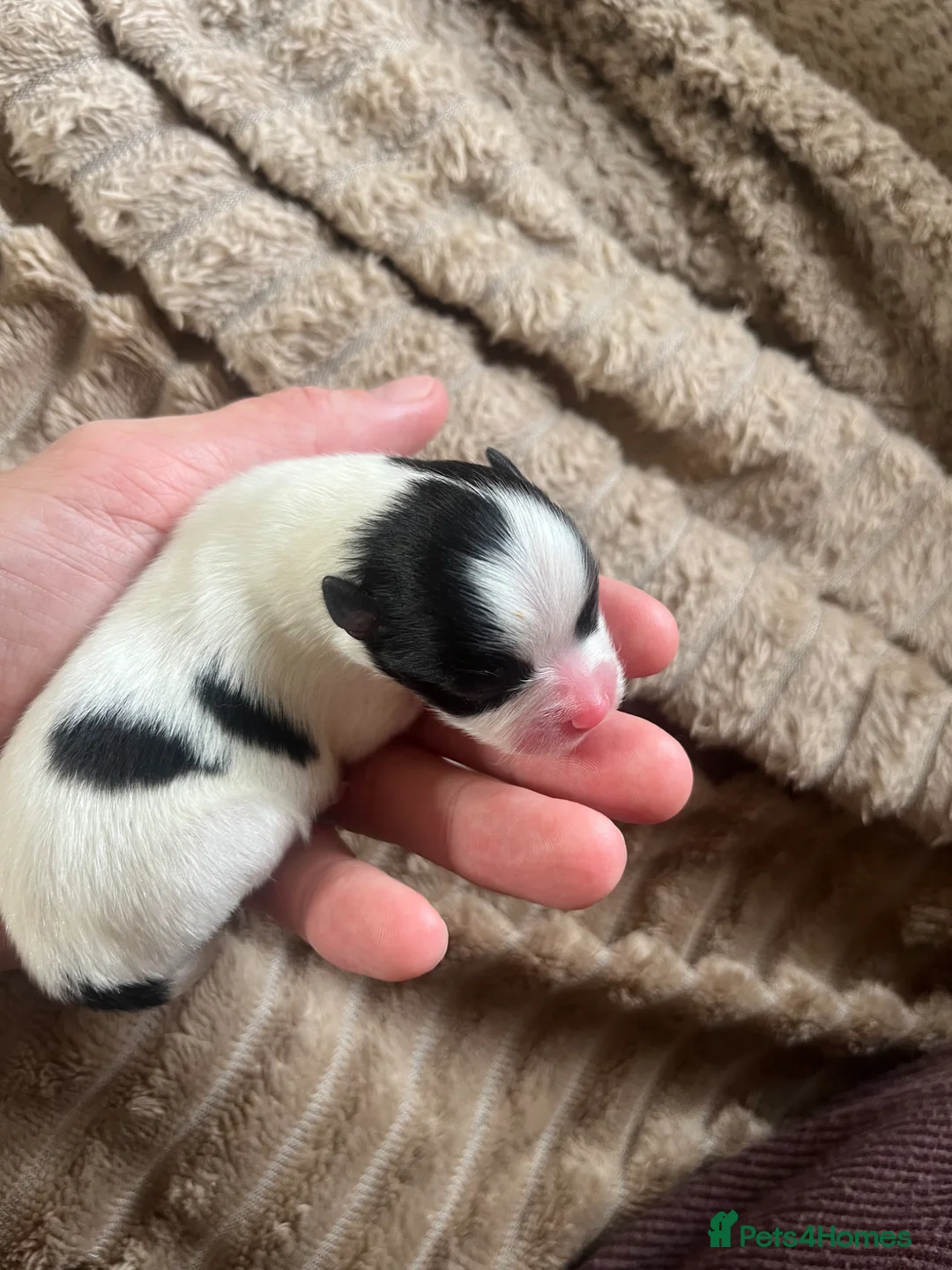 Pomeranian dogs for sale: Beautiful black and white Pomeranian girl  - Advert 1