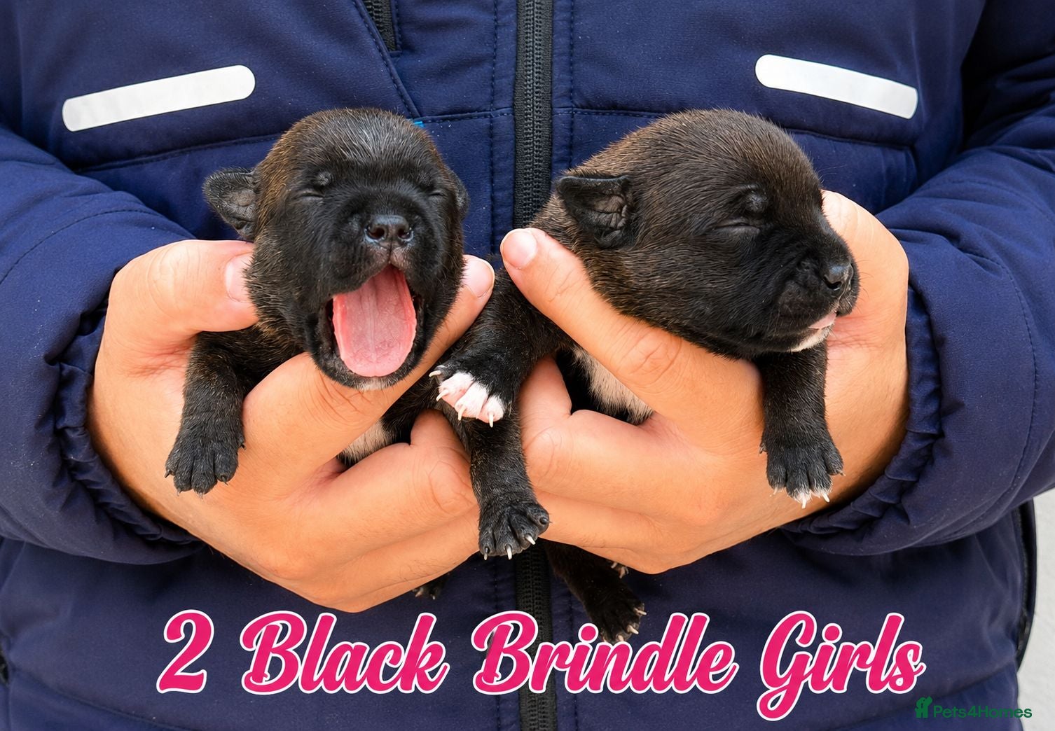 Staffordshire Bull Terrier dogs 🏆 Top Quality KC Staffy Puppies Available 🏆 - Advert 1