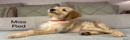 Goldendoodle dogs for sale: FULLY VACCINATED AND ABLE TO GO OUT ON WALKS.  - Advert 8