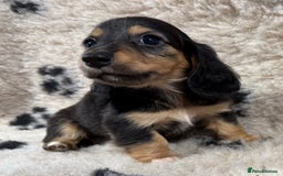 Miniature Dachshund dogs for sale: Miniature dachshund - Image 14