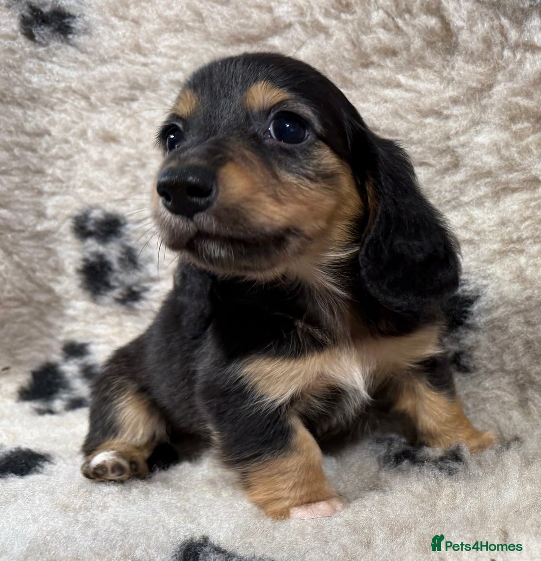 Miniature Dachshund dogs for sale: Miniature dachshund - Image 14