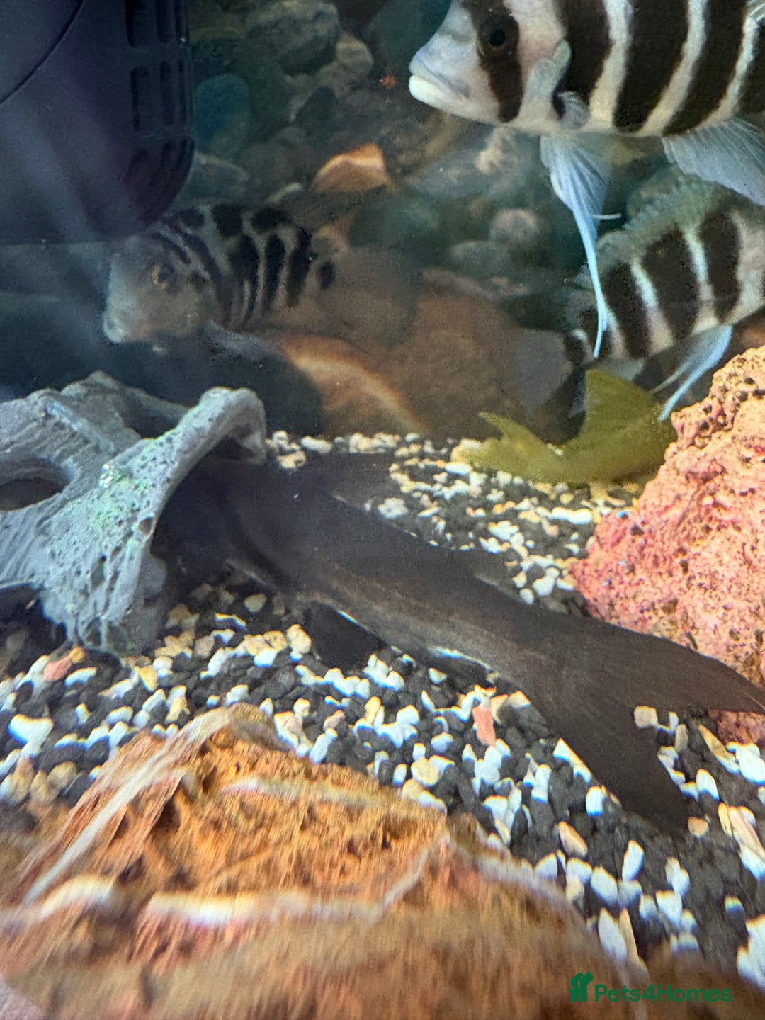 Cichlids fish for sale: Mix of Tropical Fish with Tank  - Advert 3