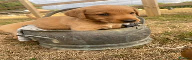 Labrador Retriever 4