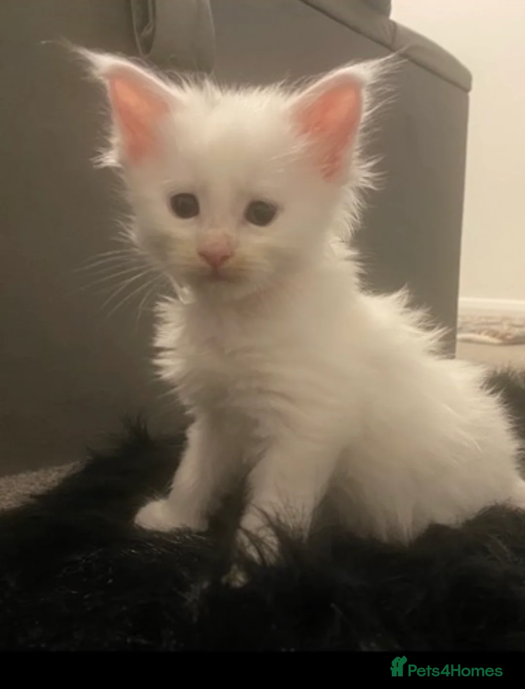 Maine Coon cats for sale: GCCF Registered MaineCoon Blue/Black Smoke & White in Edinburgh - Advert 28