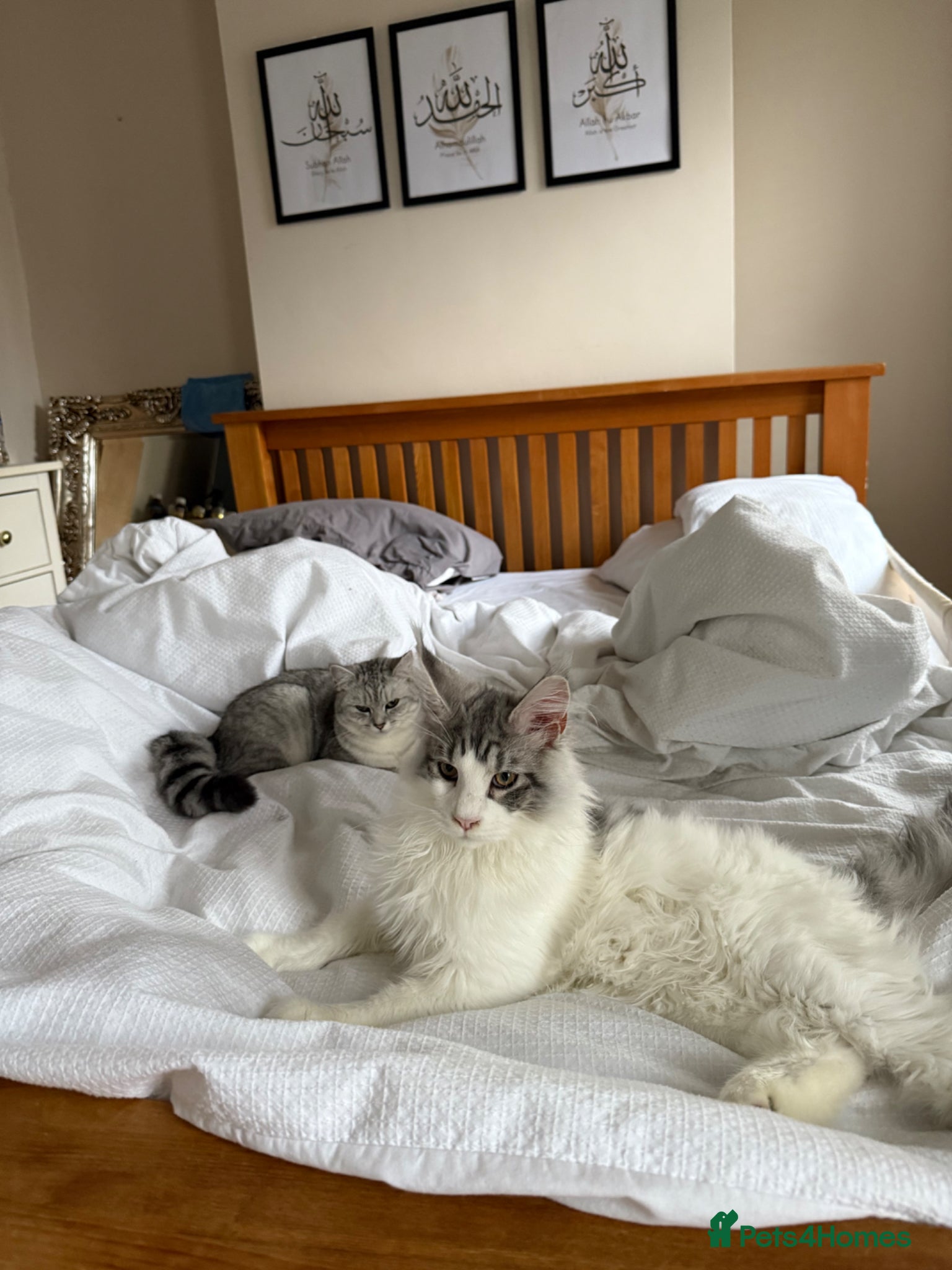 Mixed Breed cats for sale: Maine coon x Persian kittens  - Advert 3