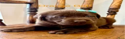 Labrador Retriever dogs for sale: ✨Outstanding Chunky Chocolate Labrador puppies✨ in Cowbridge - Advert 20