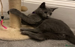 Russian Blue cats for sale: Russian Blue Kittens - Image 26