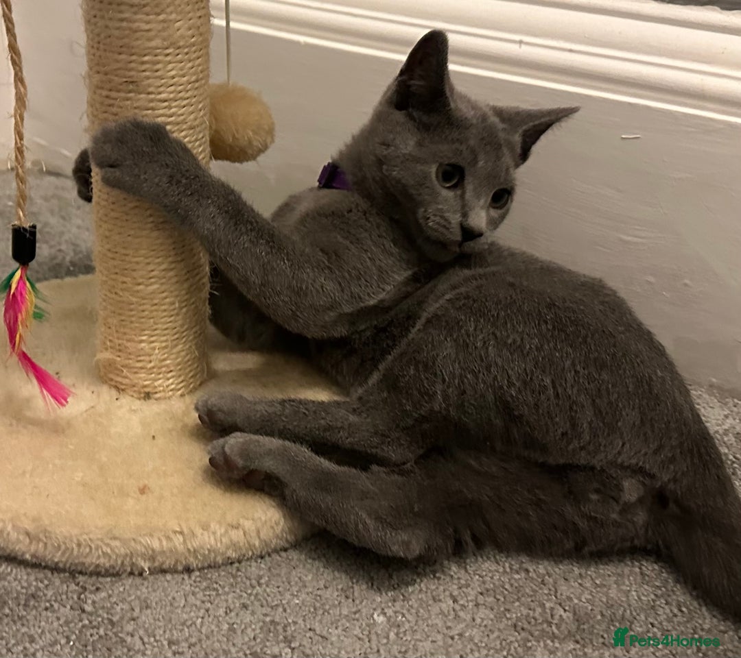 Russian Blue cats for sale: Russian Blue Kittens - Image 26
