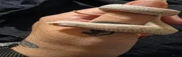 Snake reptiles for sale: 2026 baby snow hognose male - Advert 2