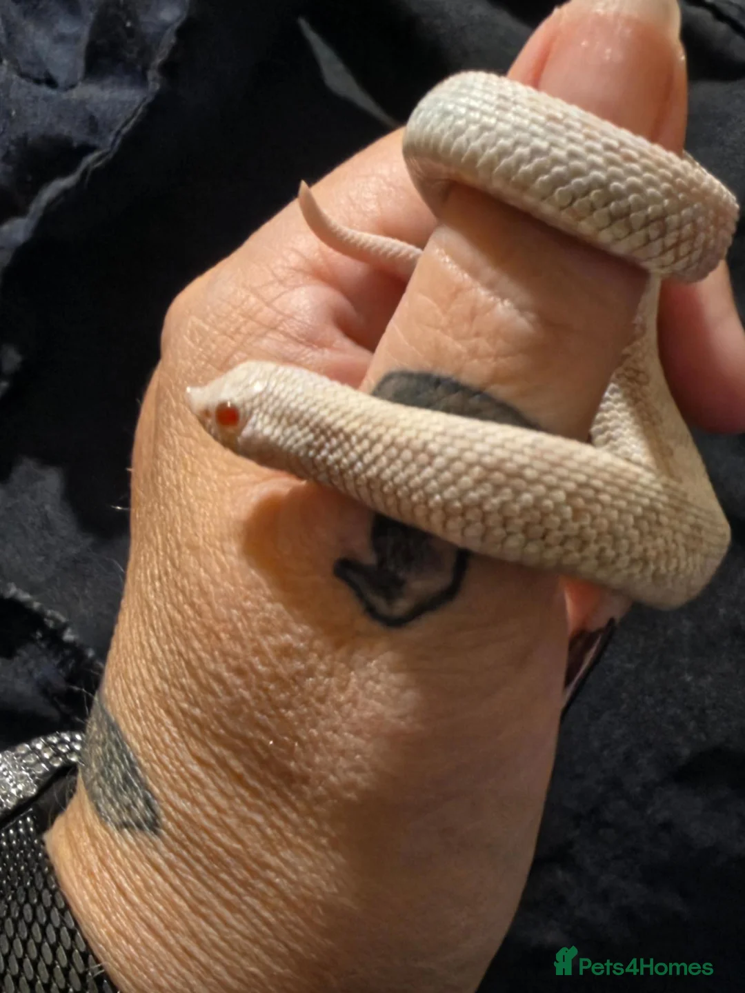 Snake reptiles for sale: 2026 baby snow hognose male - Advert 2