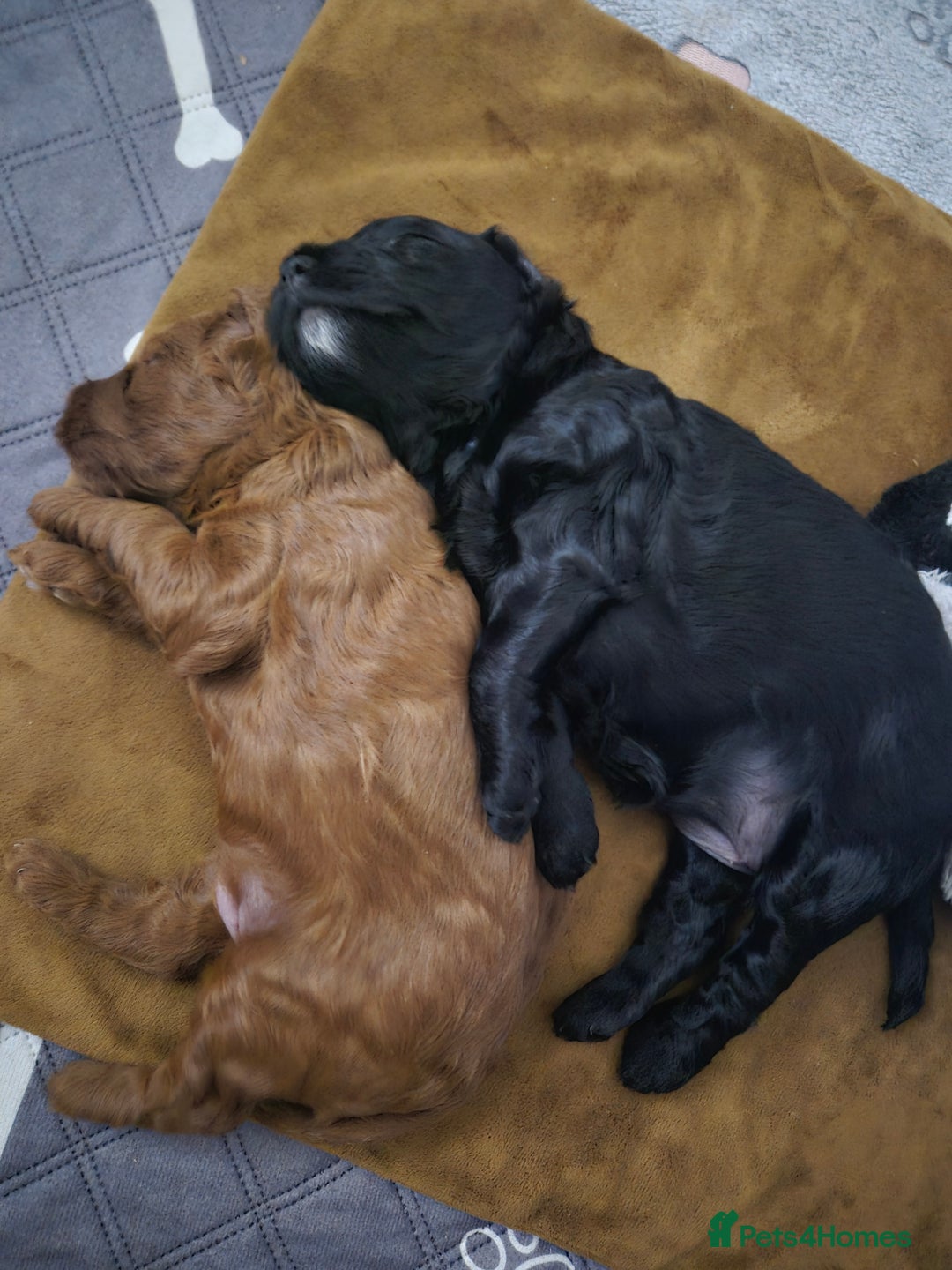 Cockapoo dogs for sale: Cockapoo puppie 1 boy 1 girl - Image 5
