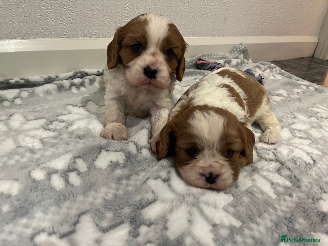 Cavalier King Charles Spaniel dogs for sale: Cavalier King Charles puppy’s  - Advert 15