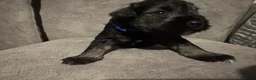 Miniature Schnauzer dogs for sale: Pedigree Miniature Schnauzers - Advert 7