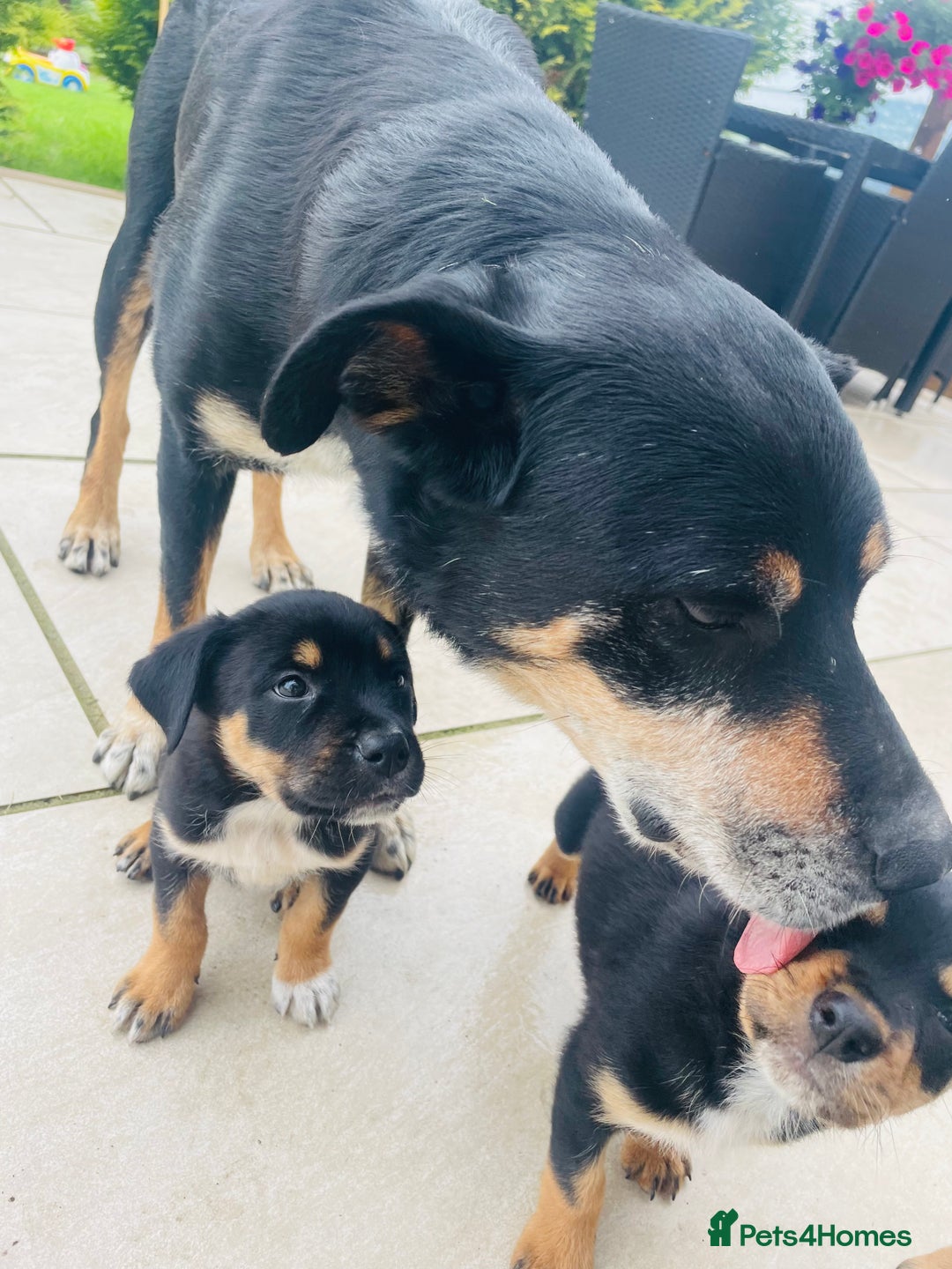 Rottweiler dogs for sale: 5 beautiful Rottweiler X puppies  - Image 5