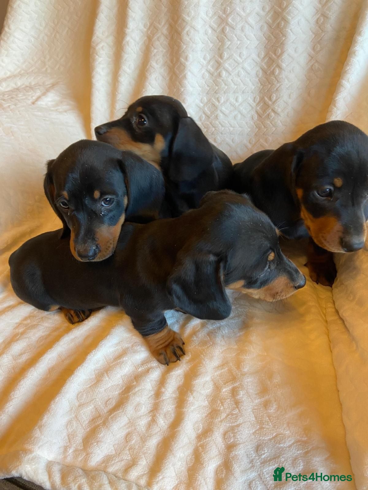Miniature Dachshund dogs Miniture Dachsund Puppies ready now - Advert 2