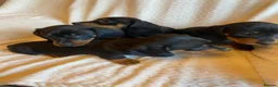 Miniature Dachshund dogs for sale: Miniture Dachsund Puppies ready now - Advert 1