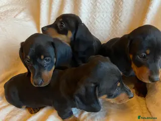 Miniature Dachshund dogs Miniture Dachsund Puppies ready now - Advert 15